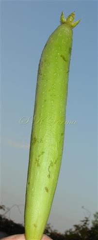  Fruit